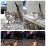 <b>캣맘</b>을 따라다니며 울던 냥이..동글동글 귀여운 모모에게 좋은 가족이...