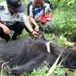 [추억파리여] 세상에서 가장 잔인한 <b>사육</b>