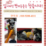 [도움꼭<b>요청</b>] 경주 불국사 (불국중학교) 근처 슈나우져 찾습니다