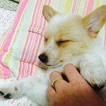 [강아지] 우리집 똥강아지 쿨쿨이 2