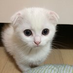 우리집 귀여운고냥이 망구