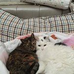 <b>썰매</b> 타는 걸 즐기는 우리 옹이ㅋ