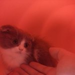 [스카프뭉치] 레알 인형같은 스카프냐옹이 뭉치입니다. (심쿵주의...