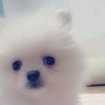 [강아지] 포메라니안 <b>누룽지</b> 2탄이에용!