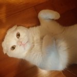 [애교냥모찌] 애교냥 모찌 귀여워서 기절 2탄