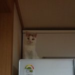 [고양이] 새해다짐