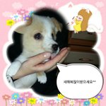 [강아지] 웰시코기(애견)-<b>체리</b> 2탄