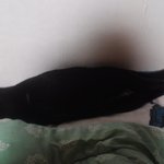 [고양이] <b>턱시도</b>냥 별잉!