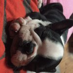 [동물사랑방] 우리집 <b>난이</b>를 소개합니다