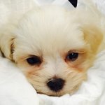 [정애꿍] 애<b>꿍이</b>랑