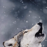 [EXO] 내 배경화면 <b>wolf</b>임