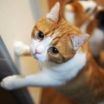 [유봉이네] 유봉이네 이사한 이야기