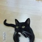 [깜<b>돌</b>이] 탐앤탐스 건물앞에 버려진 깜<b>돌이</b>가 입양을 갔습니다. 그리고...