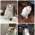 전주인한테 구박받으며 여러곳 떠돌다 버려진 가여운 <b>난이</b> (입양완료)