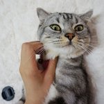 [고양이사랑] 부르면 <b>대답</b>도 잘하는 호야를 소개합니당!(귀여움 주의...