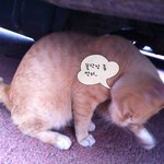 [고양이] 집사님~여기 <b>듬직</b>+다정+사랑스러움을 모두 갖춘 행님냥...