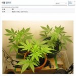 [추억파리여] <b>식물</b> 갤러리 범죄자 인증 레전드