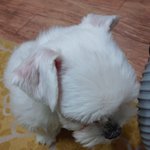 [강아지] 우리쪼꼬가 돌아왔어요!!!