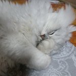 <b>빵</b>꼬네 7