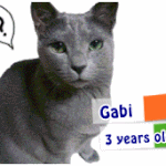 [고양이] 시크한 <b>러블</b> 가비를 소개합니다 :d