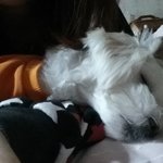 [EXO] 울집강아지 자는모습 
