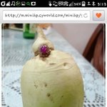 [틴펫이야기] 할머니가 10년 전에 반지를 잃어버리셨는데 ㅋㅋㅋㅋㅋ