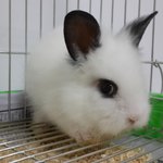 [토수니] 애교쟁이 <b>토끼</b> 본적있으세욥?!