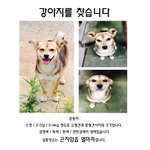 [꼭봐주세요] <b>경기도광주</b> 곤지암 강아지를 찾습니다