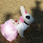 [토끼판코코] 우리집 이쁜이 토끼 코코입니다~^.^~