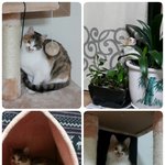 울며 <b>캣맘</b>에게 달려들어 구조한 불쌍한 아기냥이...모모가 애타게...