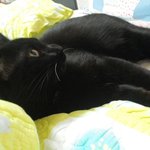 [고양이] 남자친구네고양이 꾀돌이^^입니다:)