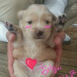 [강아지] 뽀<b>미네</b> 아이들-우리 아이들 이만큼 컸어요....