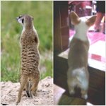 [강아지] 이런 웰시코기 보셨나요?