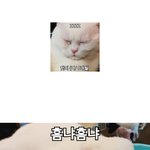 [고양이] 썸타는 고양이 핫찌와 그의 사랑이야기ㅋ (제1화)