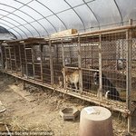 [괴담] 말 못하는 개도 감정이 있습니다.