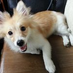 주인을 찾습니다!! 도와주세요~~!!