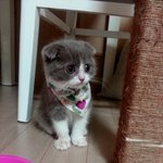 [스카프뭉치] 스카프 아기뭉치 2탄 짜자잔~!!!