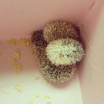 [겨울이] 우리집 고슴도치 겨울이