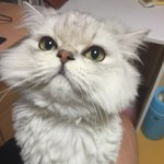 <b>원주</b>에서 고양이를 잃어버렸습니다.제발 한번만 봐주세요