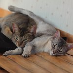 [아배붑] <b>자취</b>남과 고양이들의 지난 여름