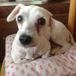 귀가 잘려나가는 학대를 당한 제일이