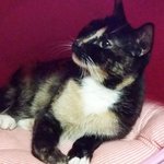 [고은이] 동거남과 헤어졌다는 이유로 파양된 고은이글 두번째