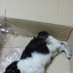 [청단이] 까만봉투에 묶여 버려진 청단이..