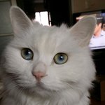 [고양이] 사나운 고양이 길들이는 방법좀 알려주세요.