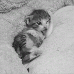 지금까지 <b>모아</b>본 고양이 움짤