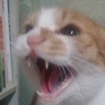 [EXO] 헐 우리집 강아지 이름도 콩순이얔ㅋㅋㅋㅋㅋ