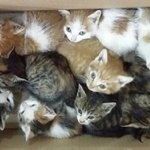 [꽃순이] 주인이 직접 산에다 버린 두어미냥과 열마리의 새끼들.