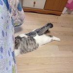 [고양이] 스코티쉬폴드 마루, <b>로봇</b>청소기 스토커 되다!