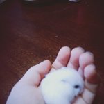 [햄스터] 햄스터 <b>분양</b>합니다