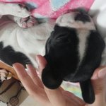 [강아지] 우리집미남 소개할게요!!!(사진 有,)